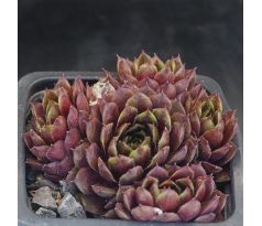 Sempervivum PERLE D`AMOUER