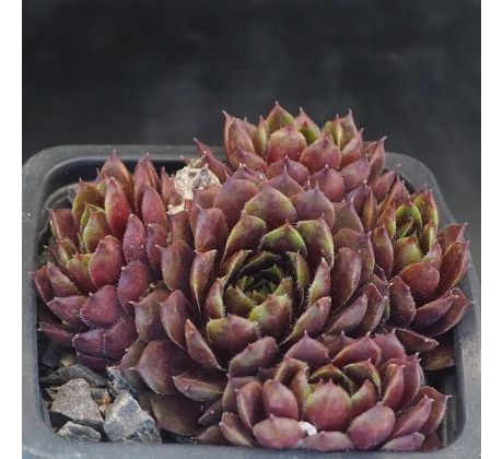 Sempervivum PERLE D`AMOUER