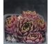 Sempervivum PERLE D`AMOUER