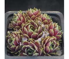 Sempervivum FORD`S AMABILITZ