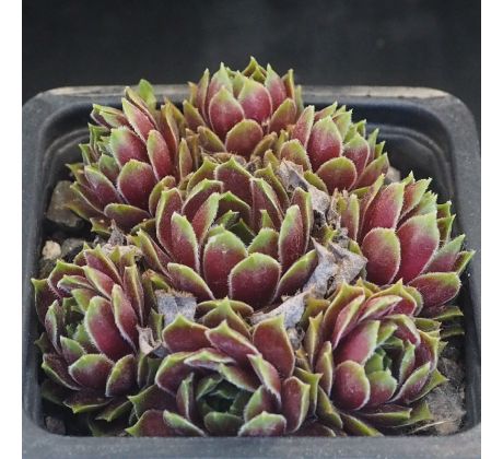 Sempervivum FORD`S AMABILITZ