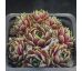 Sempervivum FORD`S AMABILITZ