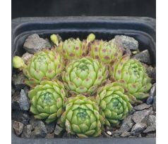 Sempervivum ANDORRA
