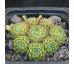 Sempervivum ANDORRA