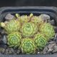 Sempervivum ANDORRA