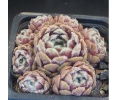 Sempervivum ARENDSII