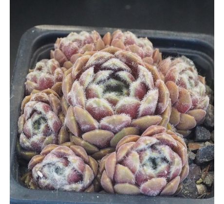 Sempervivum ARENDSII