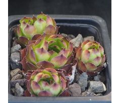 Sempervivum AUREGII