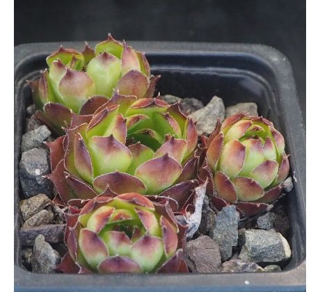 Sempervivum AUREGII