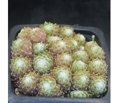 Sempervivum BUPULUM