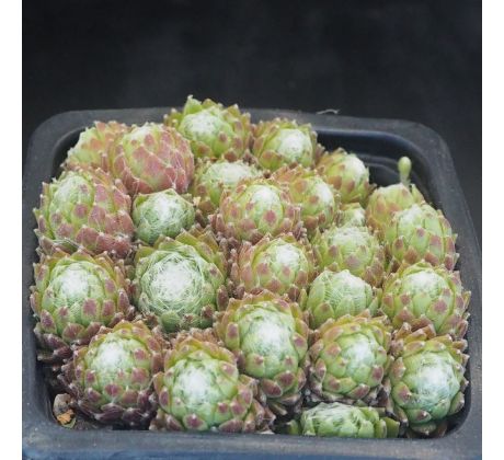 Sempervivum BUPULUM