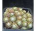 Sempervivum BUPULUM