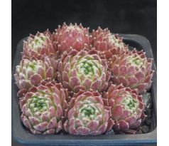 Sempervivum CHEG HEG