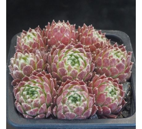 Sempervivum CHEG HEG