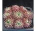 Sempervivum CHEG HEG