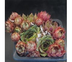 Sempervivum KORSPEL STERRE