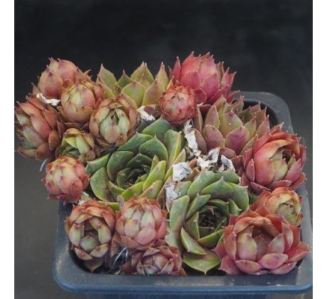 Sempervivum KORSPEL STERRE