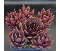 Sempervivum CRANBERRY COCKTAIL