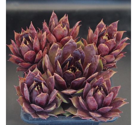 Sempervivum CRANBERRY COCKTAIL