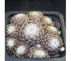 Sempervivum EMILY