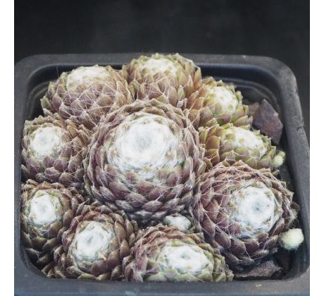 Sempervivum EMILY