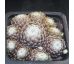 Sempervivum EMILY