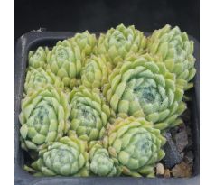 Sempervivum ESSELINA