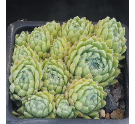 Sempervivum ESSELINA