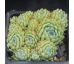 Sempervivum ESSELINA