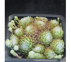 Sempervivum FR FEXTAL