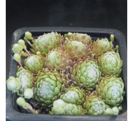Sempervivum FR FEXTAL