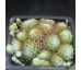 Sempervivum FR FEXTAL
