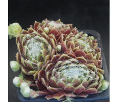 Sempervivum FR PALLIVIFLORA