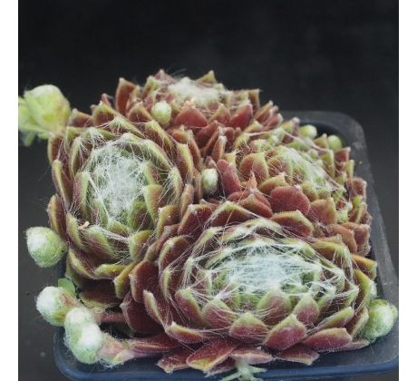 Sempervivum FR PALLIVIFLORA