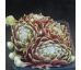 Sempervivum FR PALLIVIFLORA