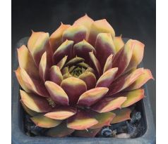 Sempervivum GOLD NUGGET