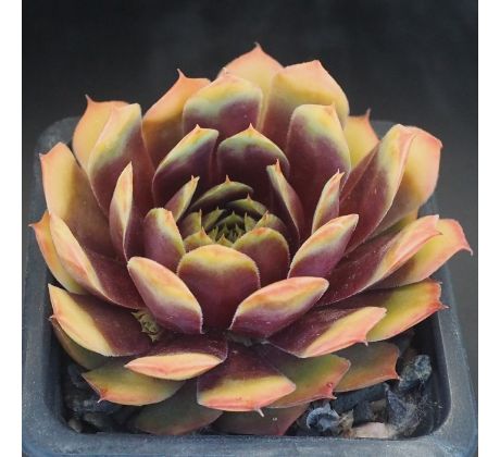 Sempervivum GOLD NUGGET