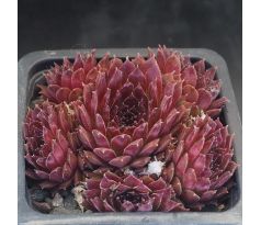 Sempervivum JET STREAM