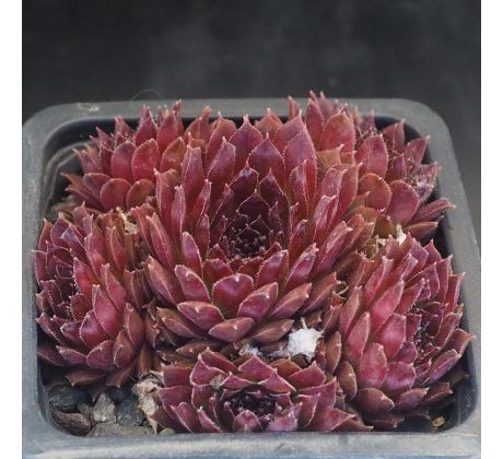 Sempervivum JET STREAM
