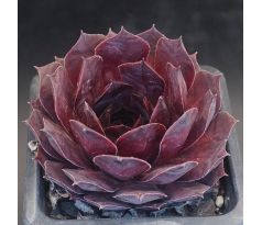 Sempervivum JUNGLE SHADOWS