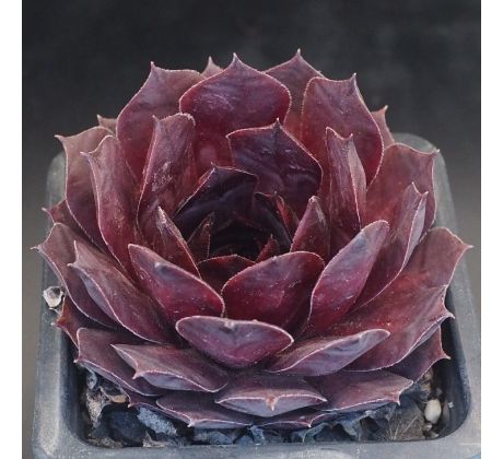Sempervivum JUNGLE SHADOWS