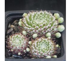 Sempervivum KRONENBOURG
