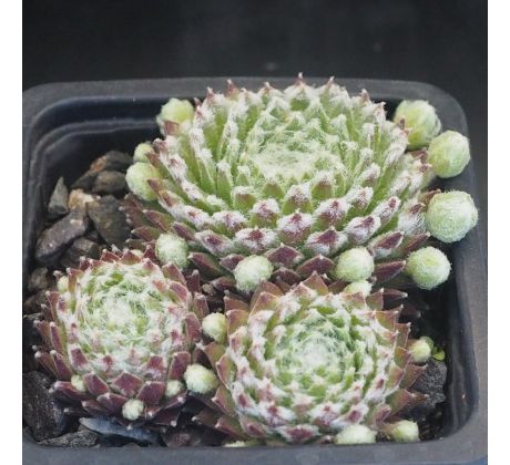 Sempervivum KRONENBOURG