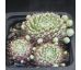 Sempervivum KRONENBOURG