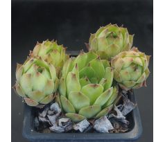 Sempervivum LEMON SPRAY