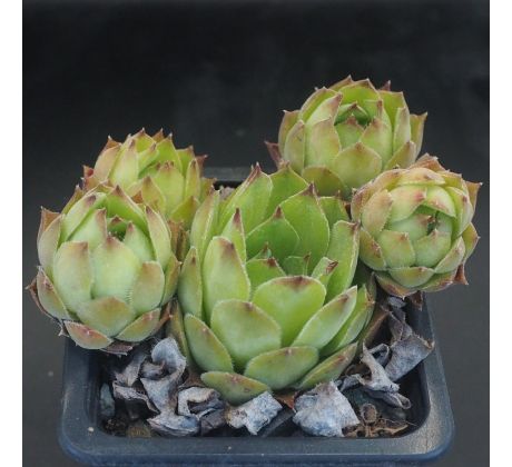 Sempervivum LEMON SPRAY