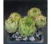 Sempervivum LEMON SPRAY