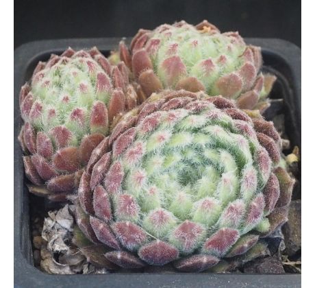 Sempervivum LIVELY BUG