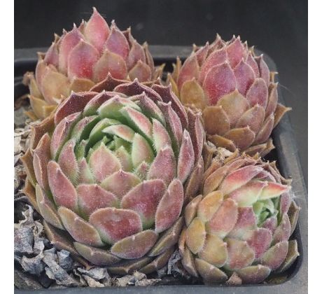 Sempervivum MALABRON