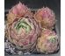 Sempervivum MALABRON
